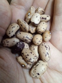 Borlotto Lamon bab - futóbab az itáliai Belluno-ból, Phaseolus vulgaris, hüvelyes